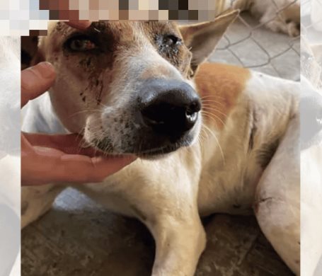 Sujeto que macheteo a perro es sentenciado a cárcel tras una audiencia