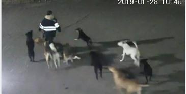 Capturan a 5 perros que mataron a mujer en Edomex (VIDEO) 