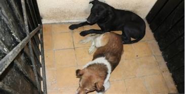  Fundación resguarda a 6 perros de la jauría que atacó a mujer