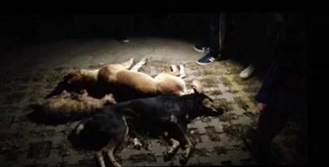Denuncian más casos de maltrato animal en Oaxaca