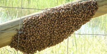Alertan en la SADER sobre riesgos de picadura de abejas