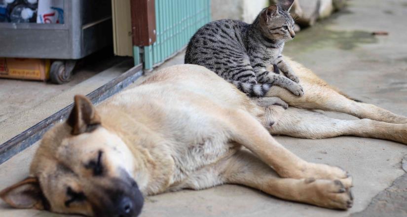 Por pandemia aumentó abandono de perros y gatos en Naucalpan